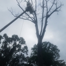 Rydar Tree Service - Tree Service