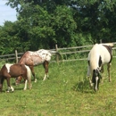 HEALING WITH HORSES at WildRose Horse Farm, Inc. 501(c)3 - Stables