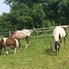 HEALING WITH HORSES at WildRose Horse Farm, Inc. 501(c)3