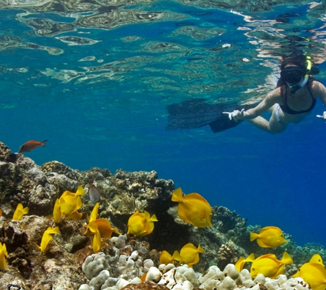 Hawaii Marine Life Charters - Kailua Kona, HI