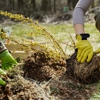 Long Island Best Tree Service gallery