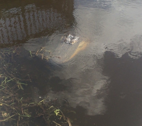 Loxahatchee National Wildlife - Boynton Beach, FL