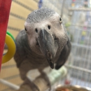 Everything Pets - Pet Stores
