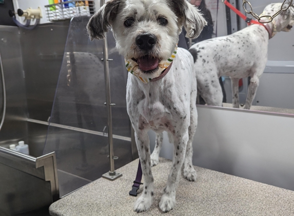 Kontota of Central Houston - Mobile Dog Grooming - Houston, TX