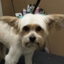 Bark'n Biscuit Salon