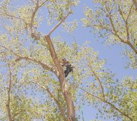 Antonio's Tree Service - Albuquerque, NM