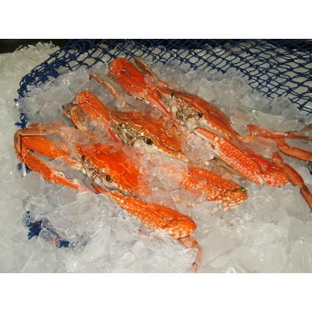 Urangan Fisheries - Callemondah, QLD