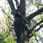 A-1 Ron's Stump & Tree Removal