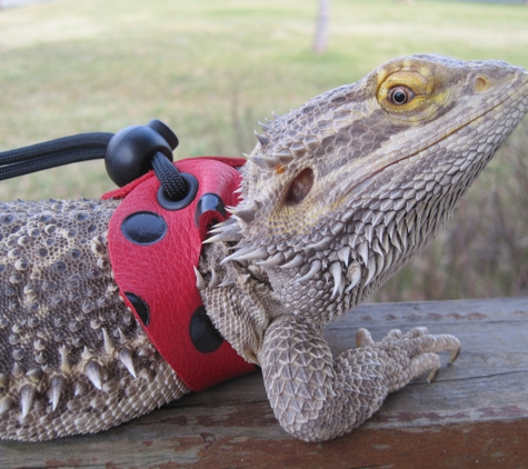 Lizard Lovers - Bridgewater, NJ