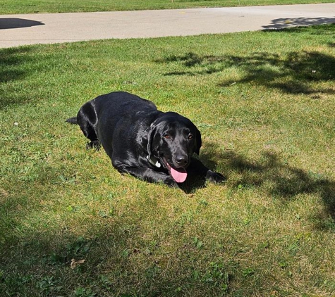 Dog Guard Pet Fencing