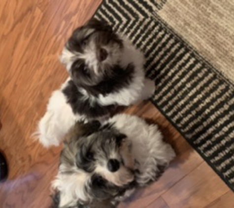 Royal Flush Havanese - Charlestown, RI