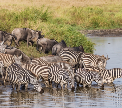 Ombeni African Safaris - Middleton, WI