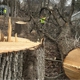 Cabanas Tree Expert
