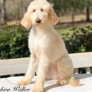 SouthEast Doodles - Pet Stores