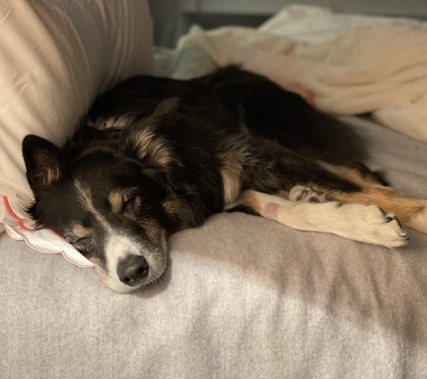 Animal Emergency & Referral Center - Fort Pierce, FL. Bandit after bedtime