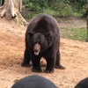Oswald's Bear Ranch gallery