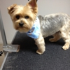 Pampered Puppy Dog Grooming gallery