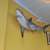 Sharks Fish & Chicken gallery