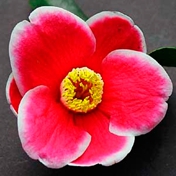 Gallery Image Number 7