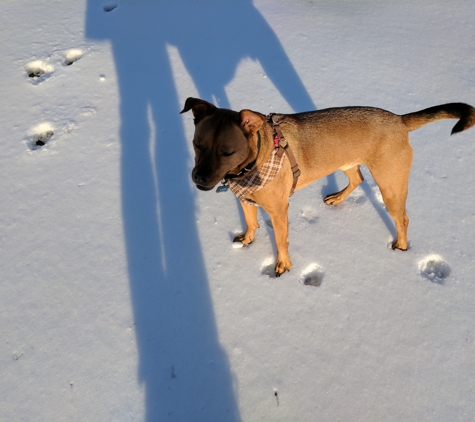 Rodger Forge Apts - Baltimore, MD. Leo, knee deep, at the dog park!