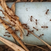 Chem-Tech Pest Solutions gallery