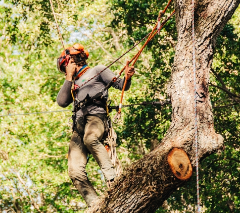 True Tree Service Miami - Miami, FL