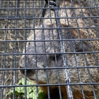 Varment Guard Wildlife Services