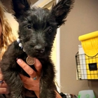 Broadmoor East Veterinary Clinic