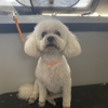 Going To The Dogs Shelley's Mobile Grooming Service gallery