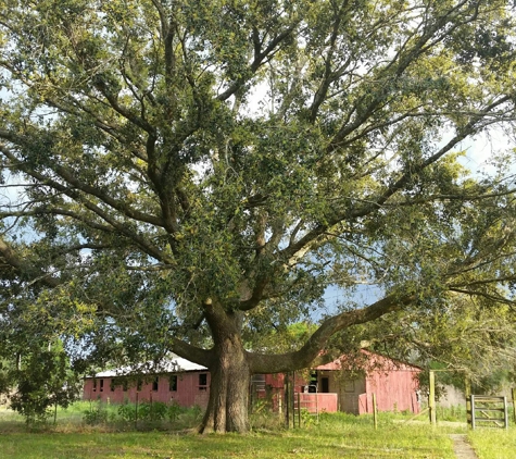 Twisted Oak Ranch - Ludowici, GA