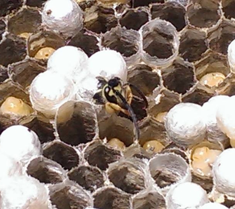 Biz-zz Bee Farms - San Antonio, TX