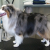 Morningstar Dog Grooming gallery