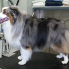 Morningstar Dog Grooming