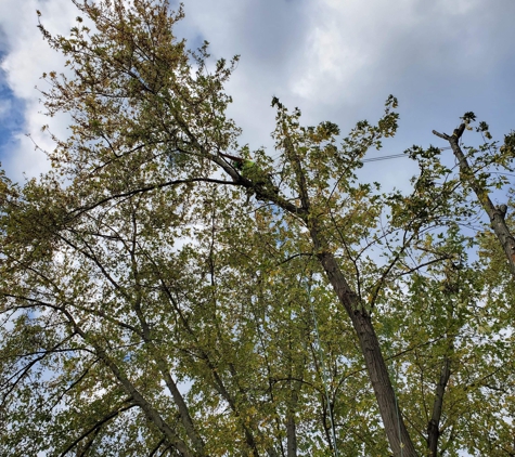 Backwoods Tree Service - Montrose, MI