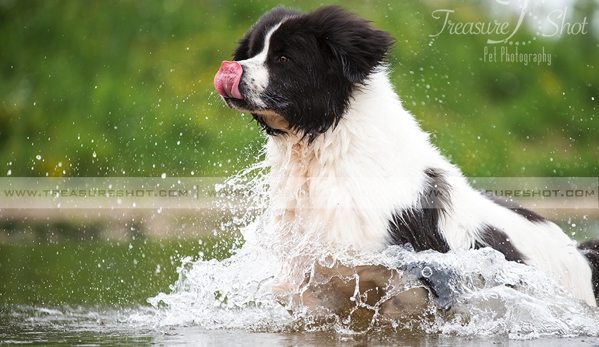 Treasure Shot Pet Photography - Mary Esther, FL