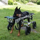 Trusted Journey (formerly Paws & Remember)
