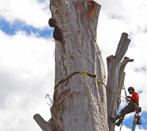 Jackson Tree Services - Mudgeeraba, QLD