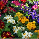 Bob Williams Nursery - Nurseries-Plants & Trees