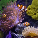 Aquarium Designs, Inc. - Aquariums & Aquarium Supplies