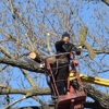 Tree Cutting & Trimming gallery