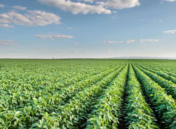 Dempster's Seed Grading - Berrigan, NSW