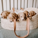 Dacus Doodles - Pet Services