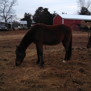 Paws Ranch Equine Rescue, Inc. - Bostic, NC