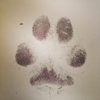 Silver Pet Prints Texas gallery