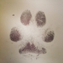 Silver Pet Prints Texas