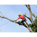 Affordable Tree Service - Tree Service