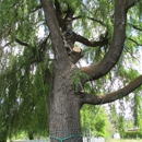 green and leafy natural tree care - Arborists