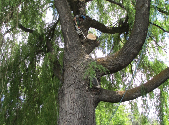 green and leafy natural tree care - bend, OR