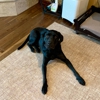 Dog Training Elite Northeast Ohio Facility gallery