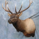 Showpiece Taxidermy - Taxidermists